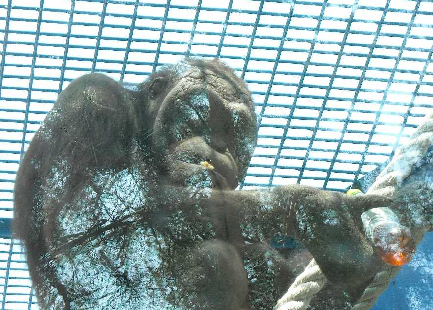   - Pongo pygmaeus  ( 6020) 