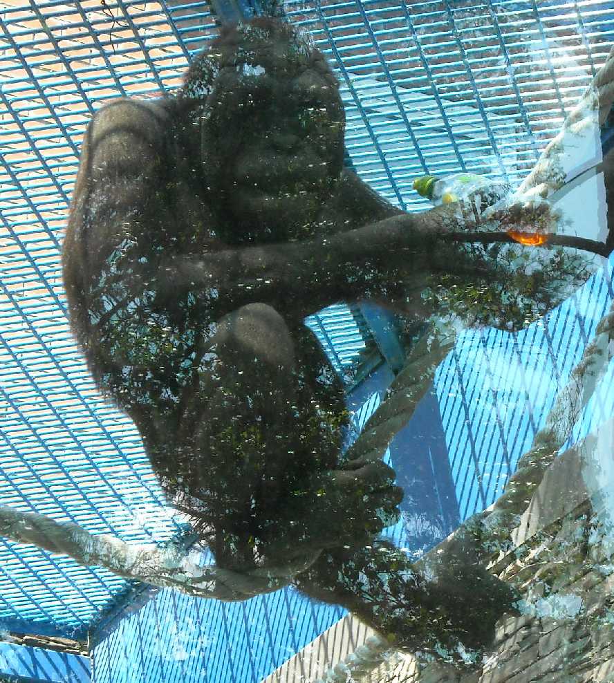   - Pongo pygmaeus  ( 6023) 