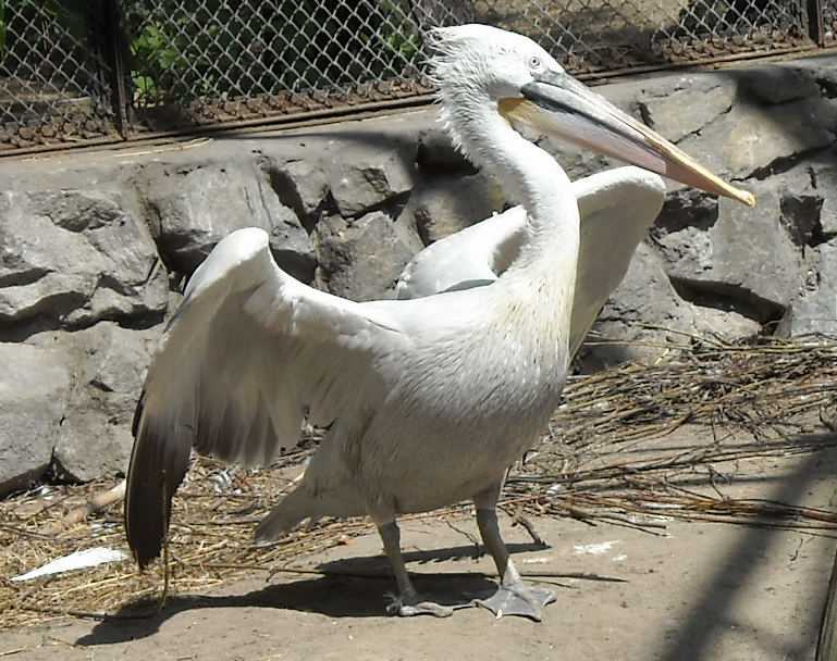   - Pelecanus crispus  ( 6162) 