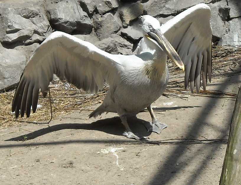   - Pelecanus crispus  ( 6163) 