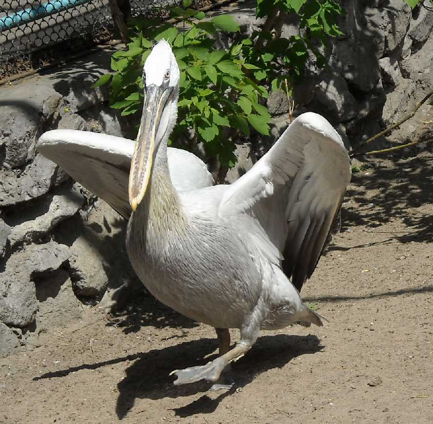   - Pelecanus crispus  ( 6164) 
