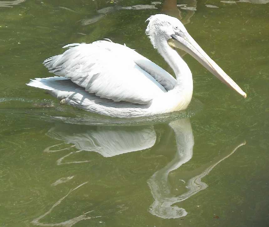   - Pelecanus crispus  ( 6167) 