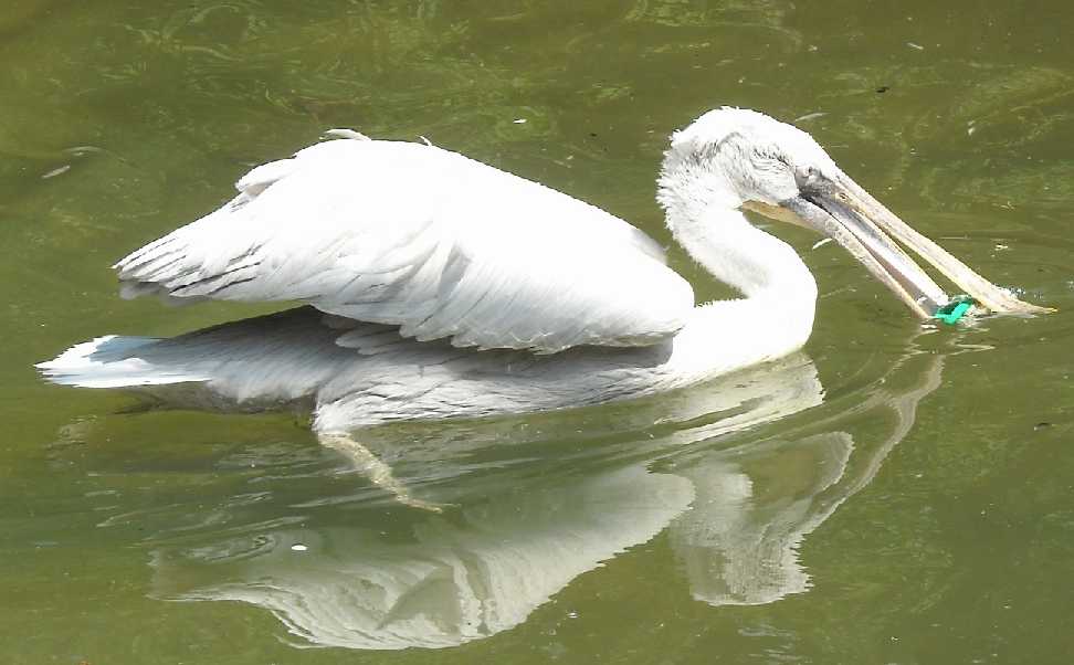   - Pelecanus crispus  ( 6168) 