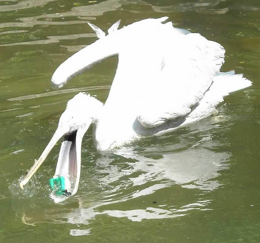   - Pelecanus crispus  ( 6169) 