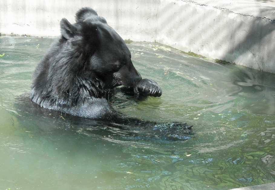    - Ursus thibetanus ussuricus  ( 6209) 