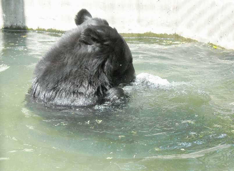    - Ursus thibetanus ussuricus  ( 6210) 