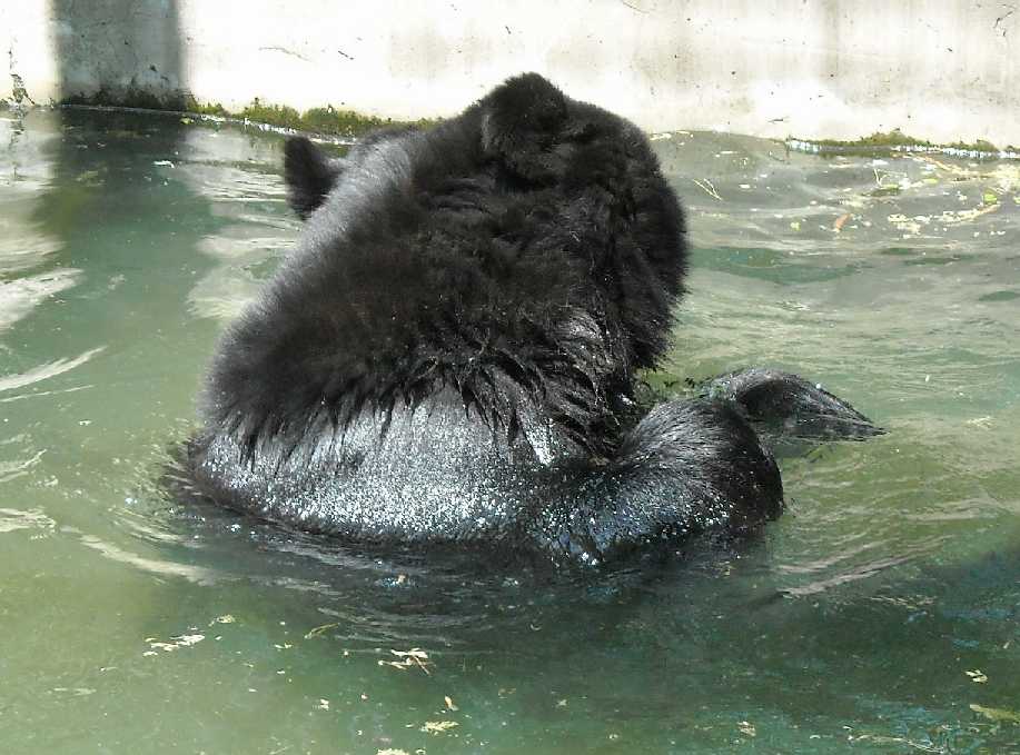    - Ursus thibetanus ussuricus  ( 6211) 
