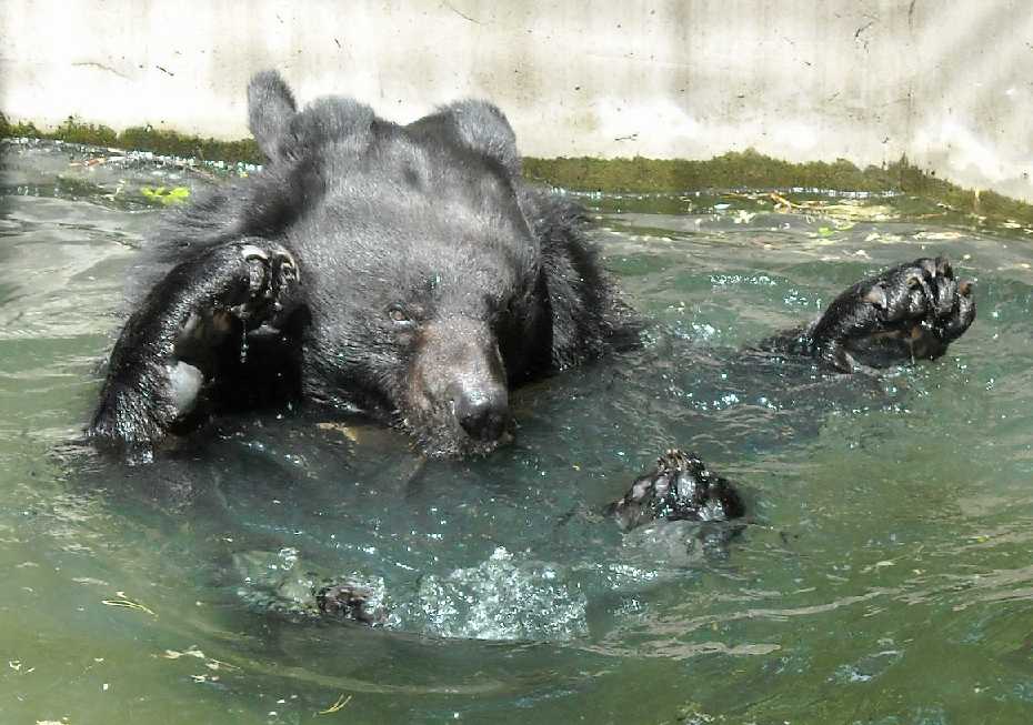    - Ursus thibetanus ussuricus  ( 6212) 