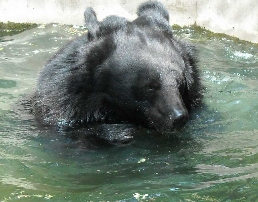    - Ursus thibetanus ussuricus  ( 6213) 