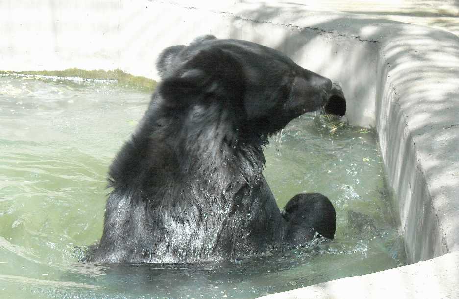    - Ursus thibetanus ussuricus  ( 6214) 