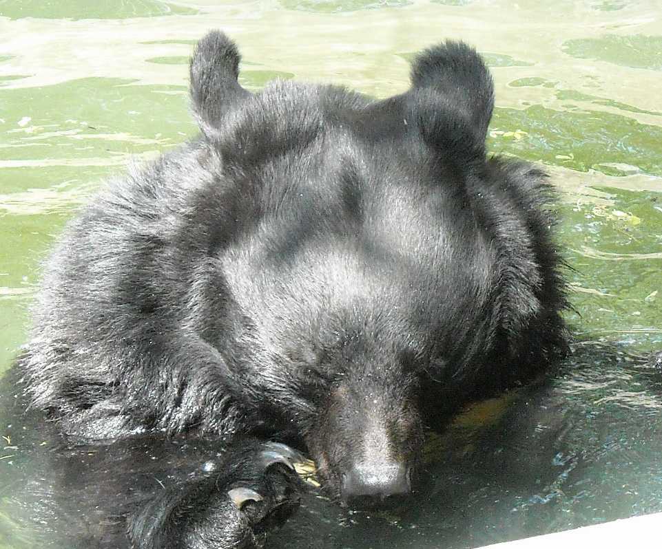   - Ursus thibetanus ussuricus  ( 6215) 
