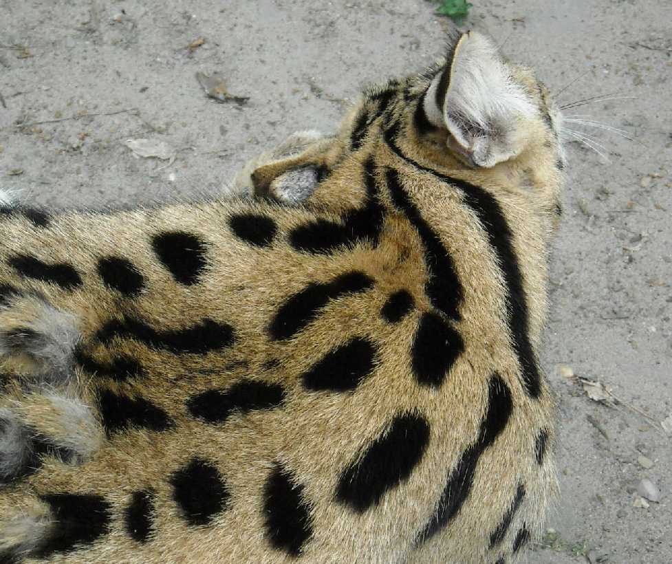  - Felis serval  ( 6280) 