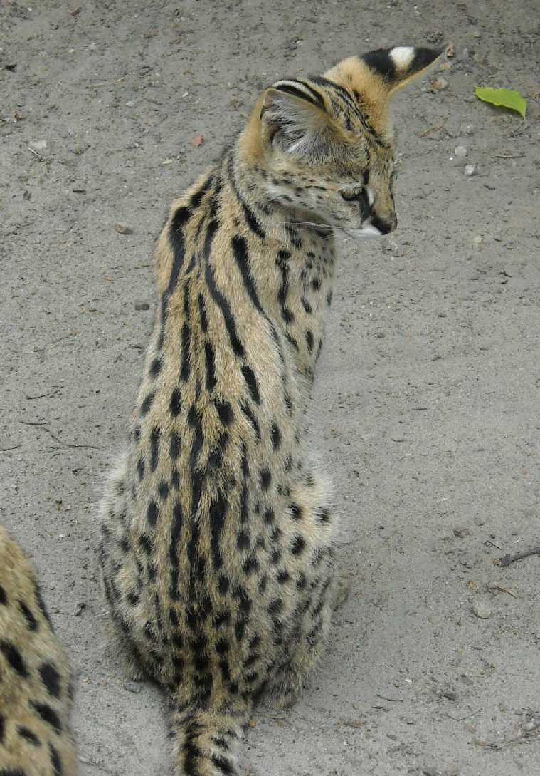  - Felis serval  ( 6282) 