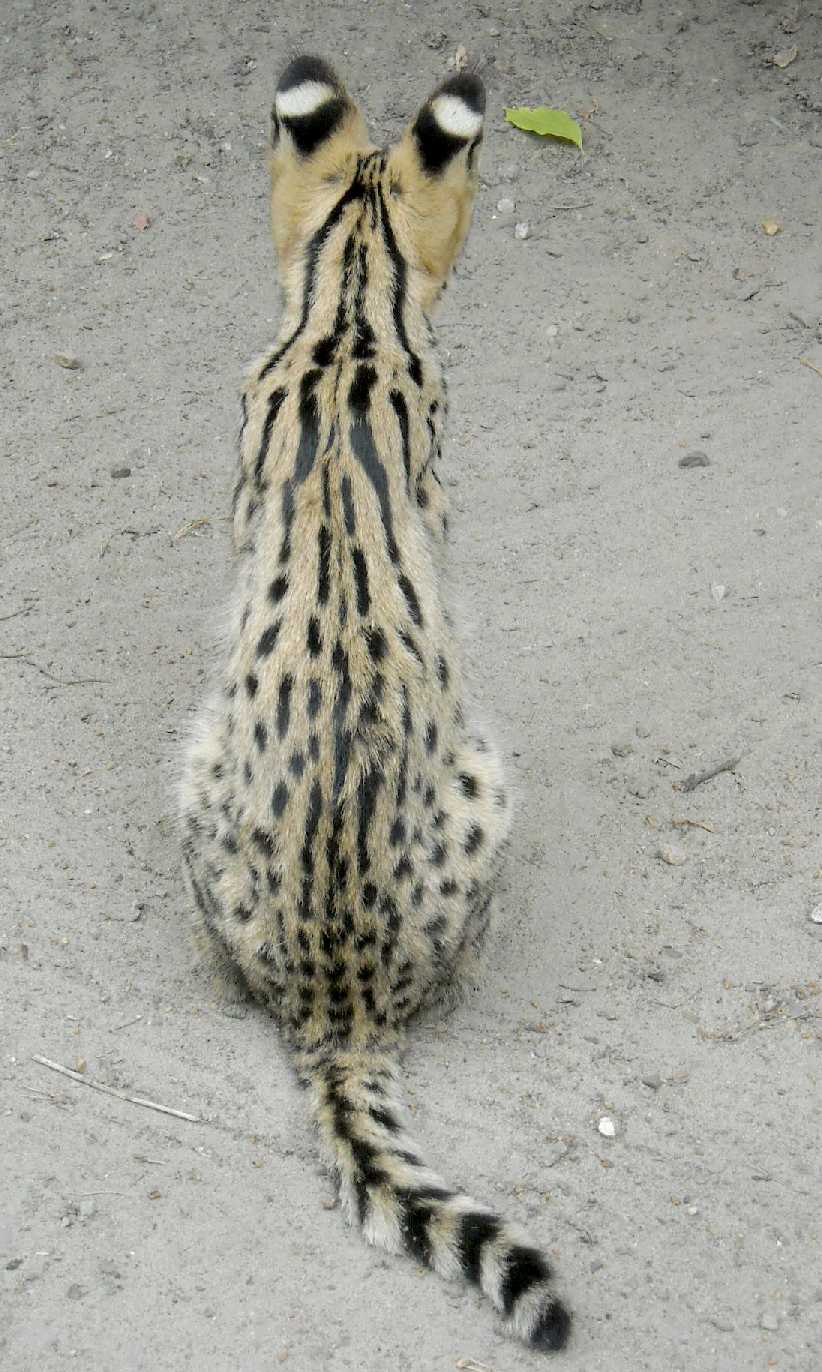  - Felis serval  ( 6283) 
