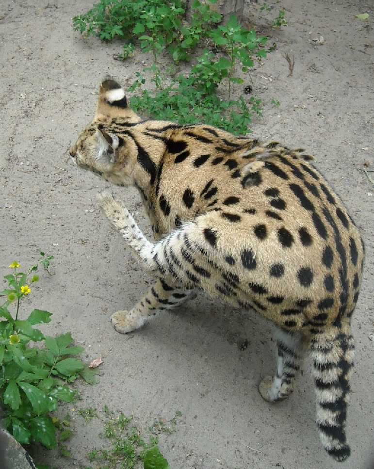  - Felis serval  ( 6285) 