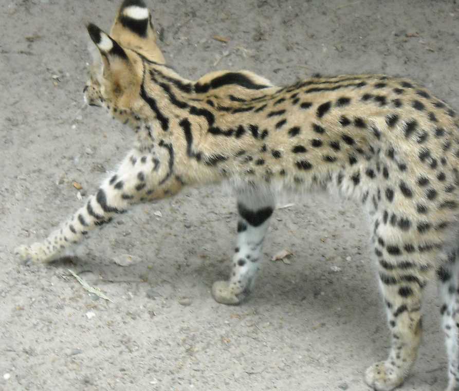  - Felis serval  ( 6286) 