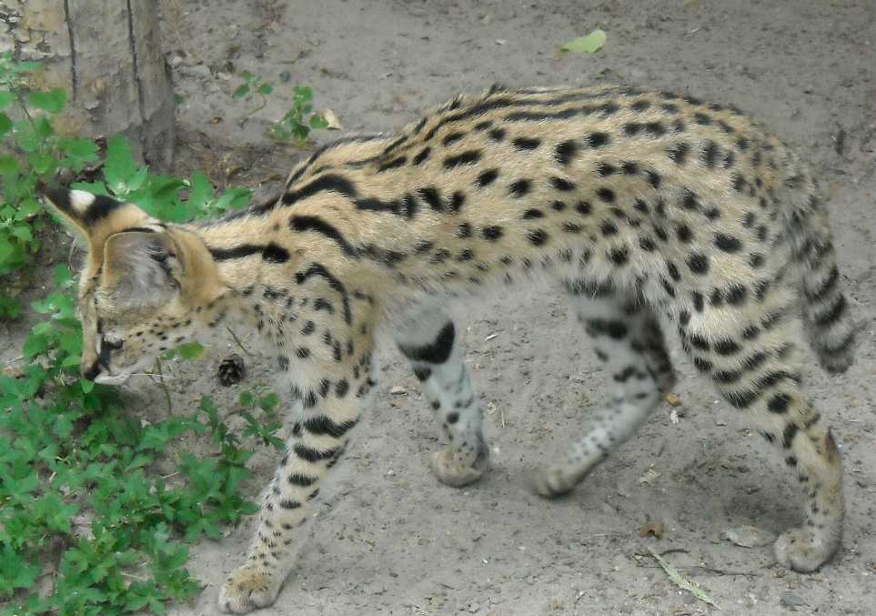  - Felis serval  ( 6287) 