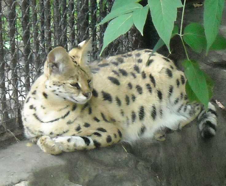  - Felis serval  ( 6683) 