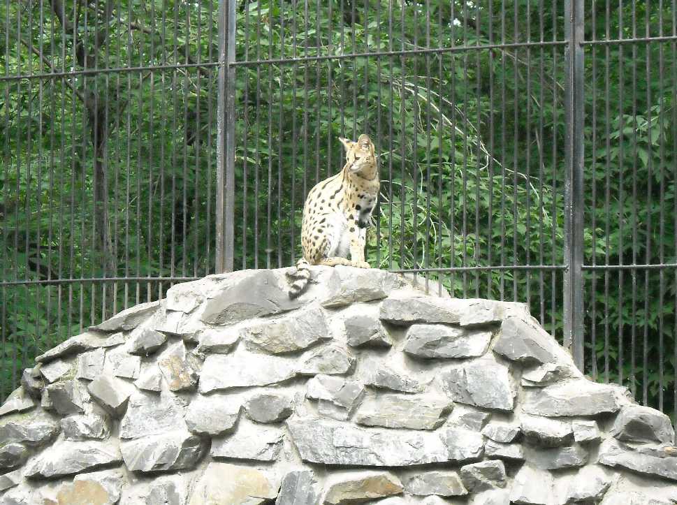  - Felis serval  ( 6684) 