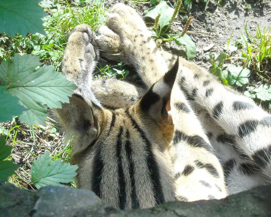  - Felis serval  ( 6716) 