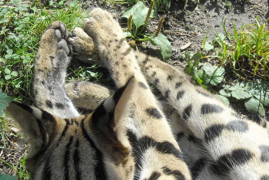  - Felis serval  ( 6717) 