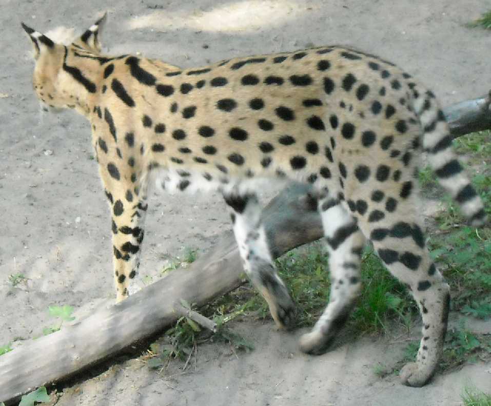  - Felis serval  ( 7382) 