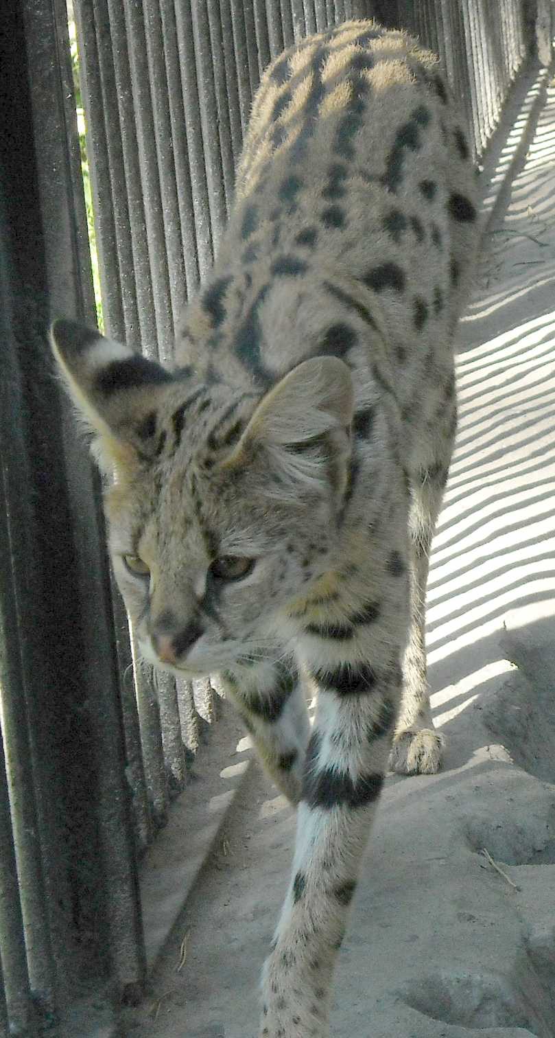  - Felis serval  ( 7383) 