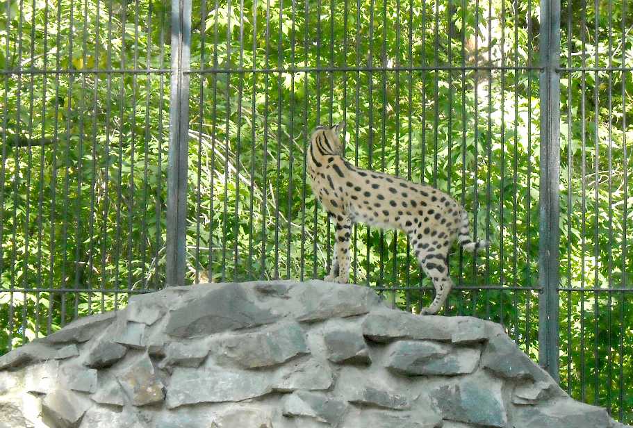  - Felis serval  ( 7384) 