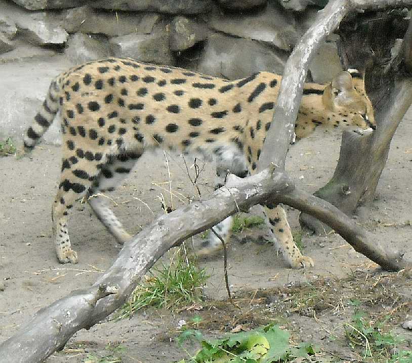 - Felis serval  ( 7658) 
