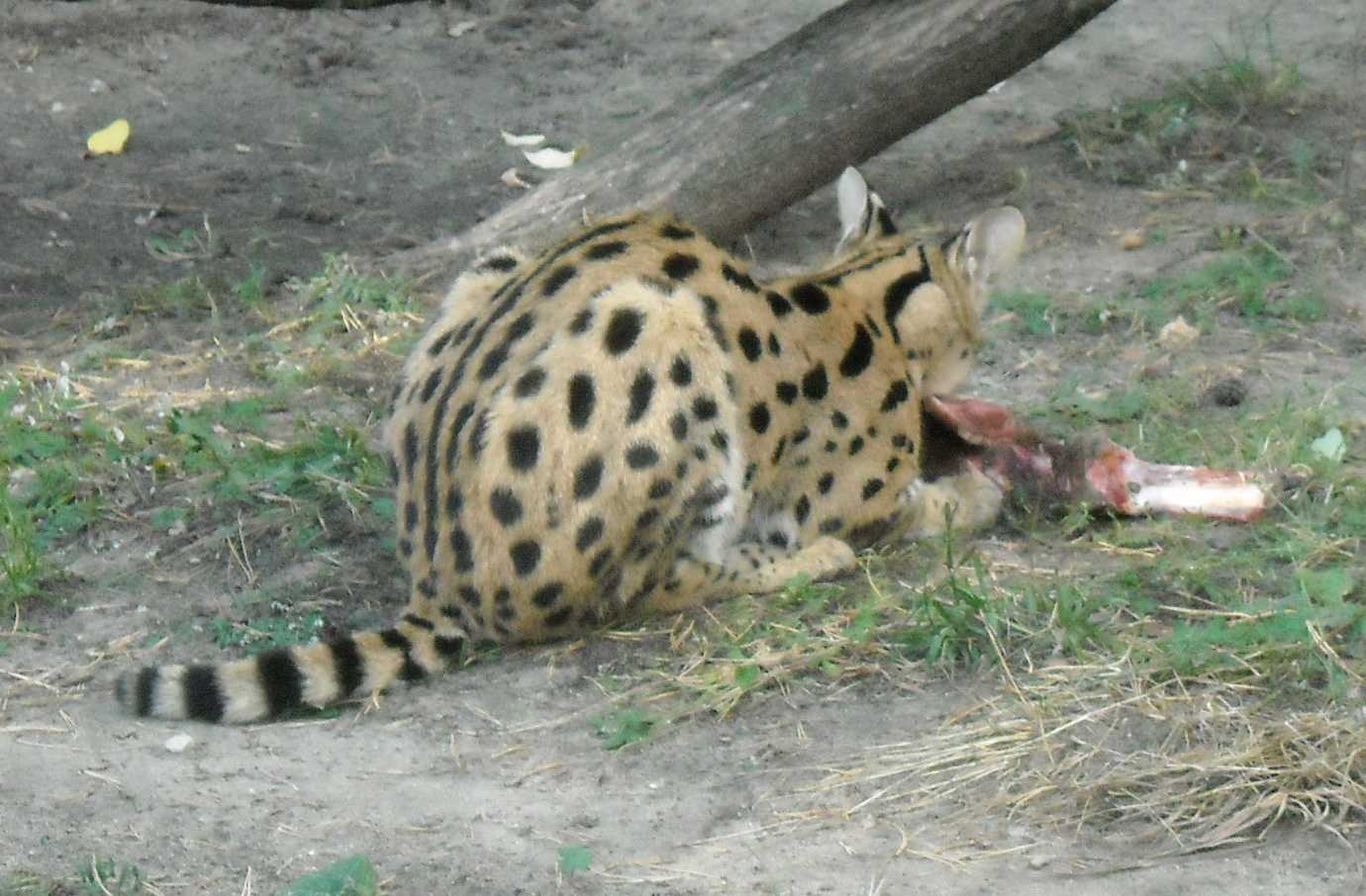  - Felis serval  ( 8050) 