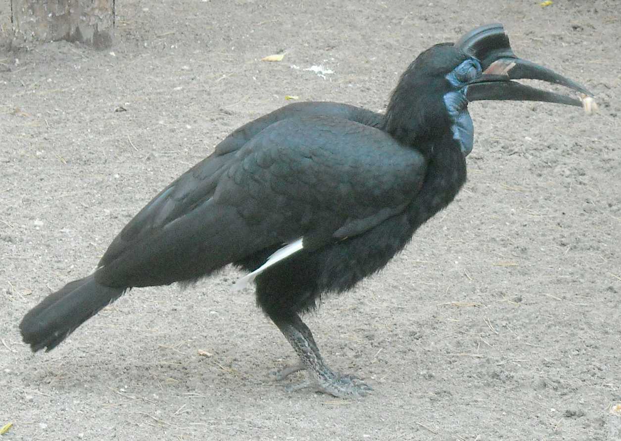    - Bucorvus abyssinicus  ( 8087) 