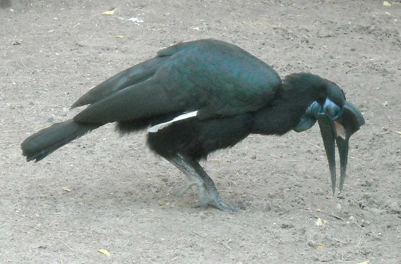    - Bucorvus abyssinicus  ( 8088) 