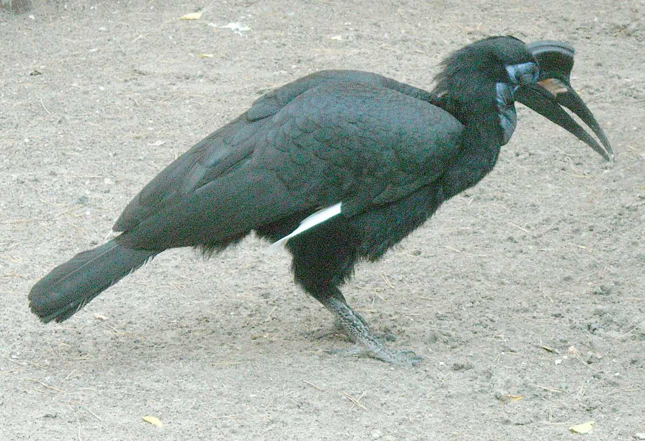    - Bucorvus abyssinicus  ( 8089) 