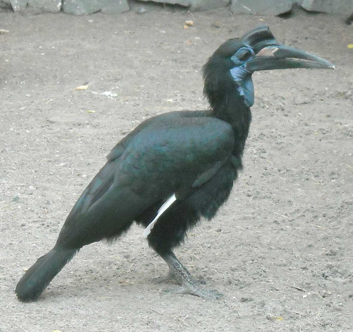    - Bucorvus abyssinicus  ( 8090) 
