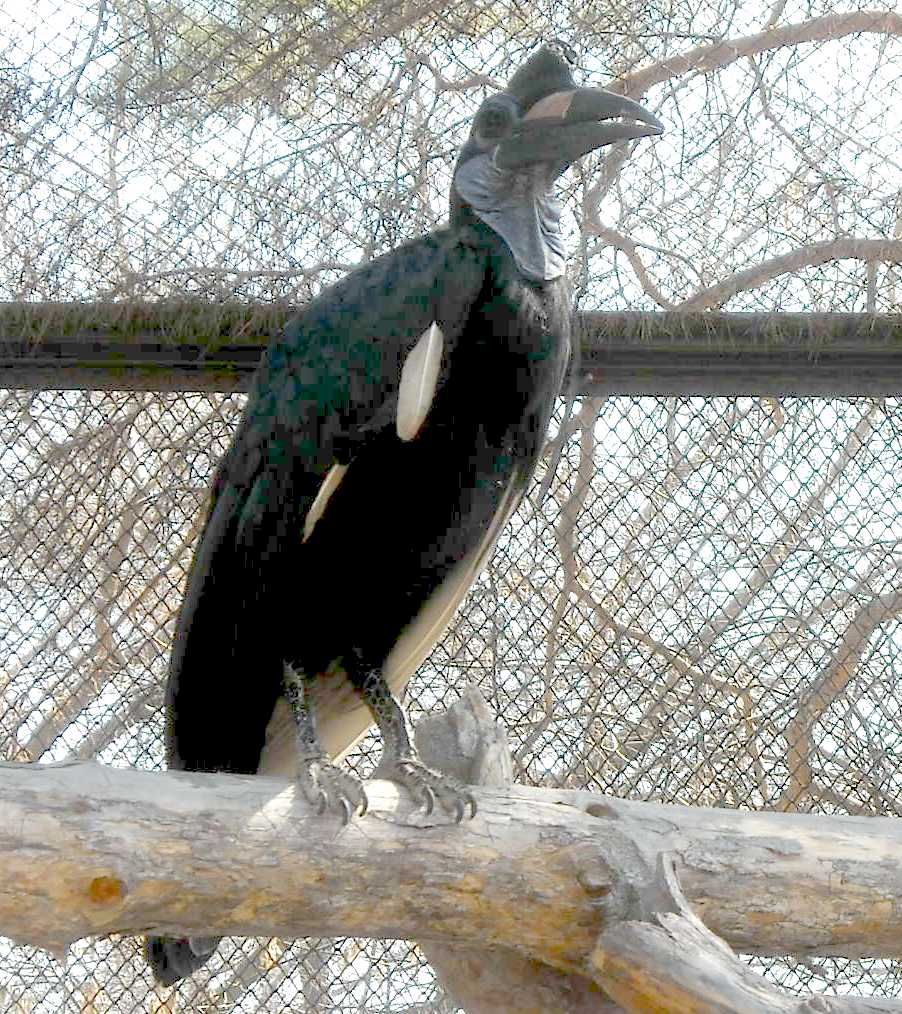    - Bucorvus abyssinicus  ( 8284) 