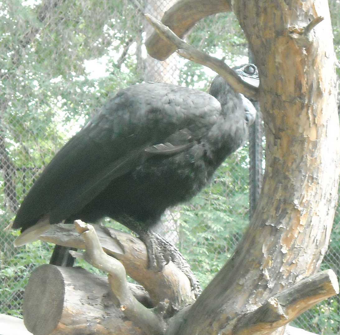    - Bucorvus abyssinicus  ( 8461) 