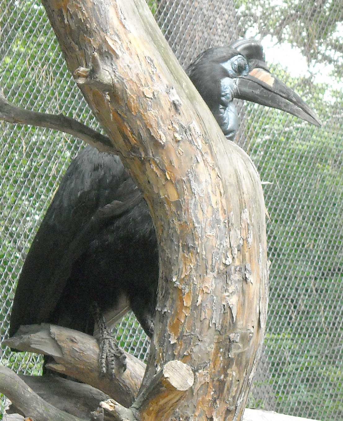    - Bucorvus abyssinicus  ( 8462) 