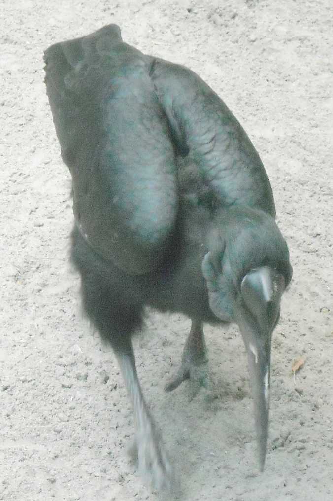    - Bucorvus abyssinicus  ( 8463) 