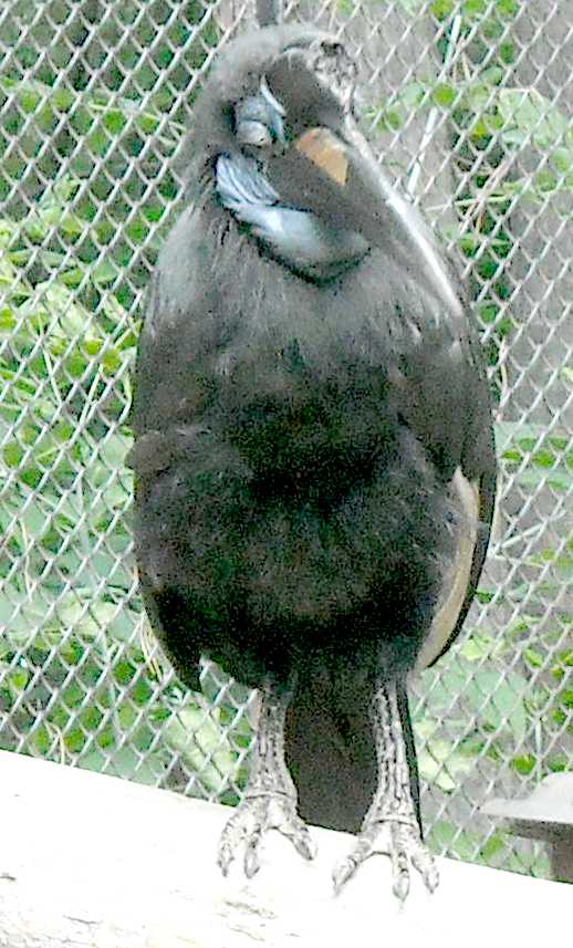    - Bucorvus abyssinicus  ( 8464) 