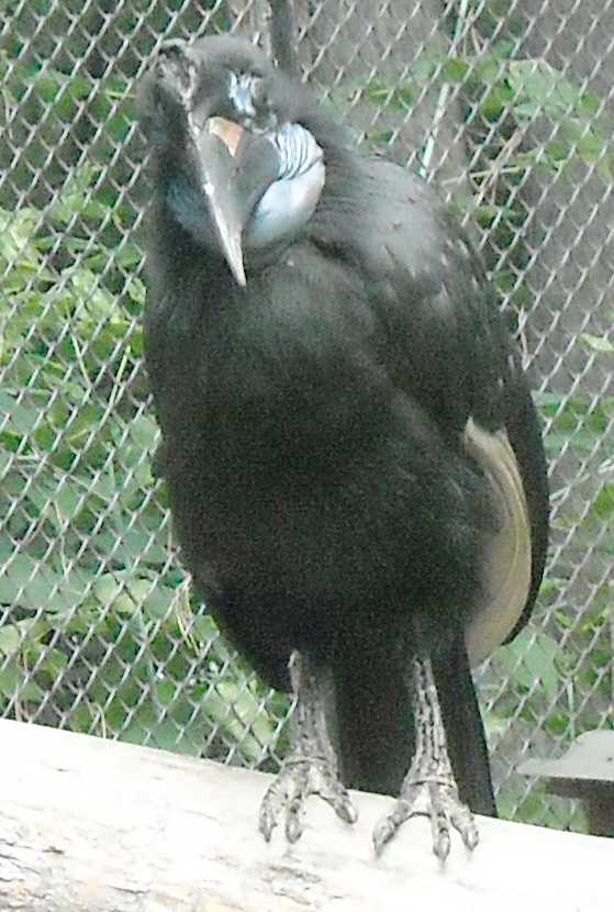    - Bucorvus abyssinicus  ( 8465) 