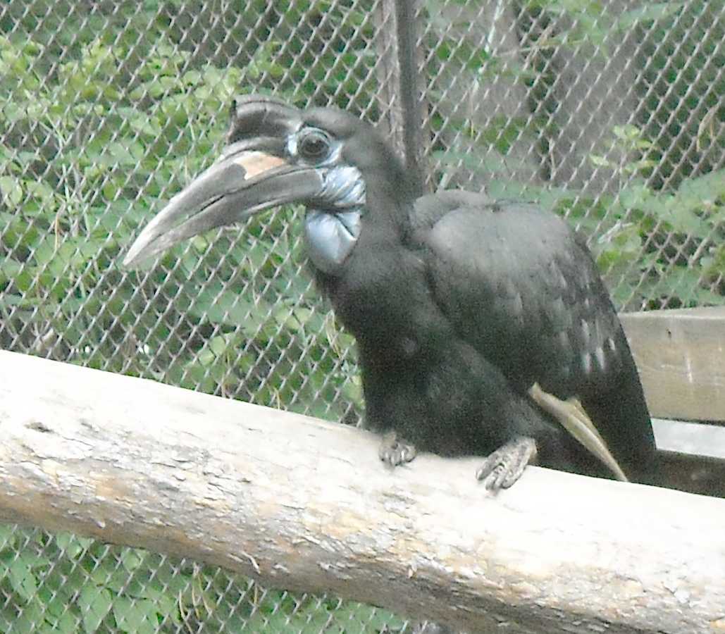    - Bucorvus abyssinicus  ( 8466) 