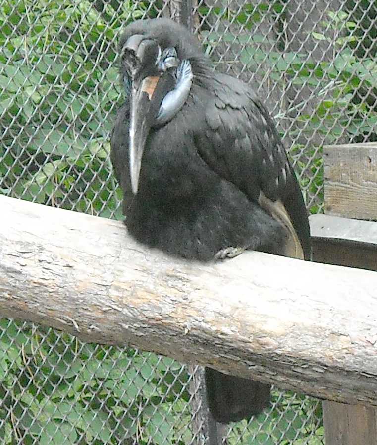    - Bucorvus abyssinicus  ( 8467) 
