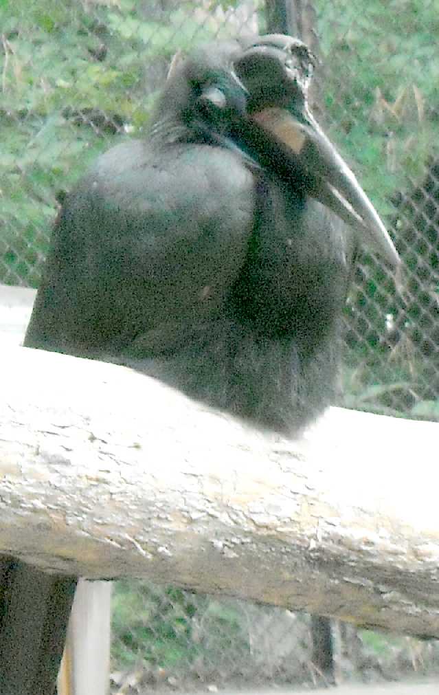   - Bucorvus abyssinicus  ( 8468) 