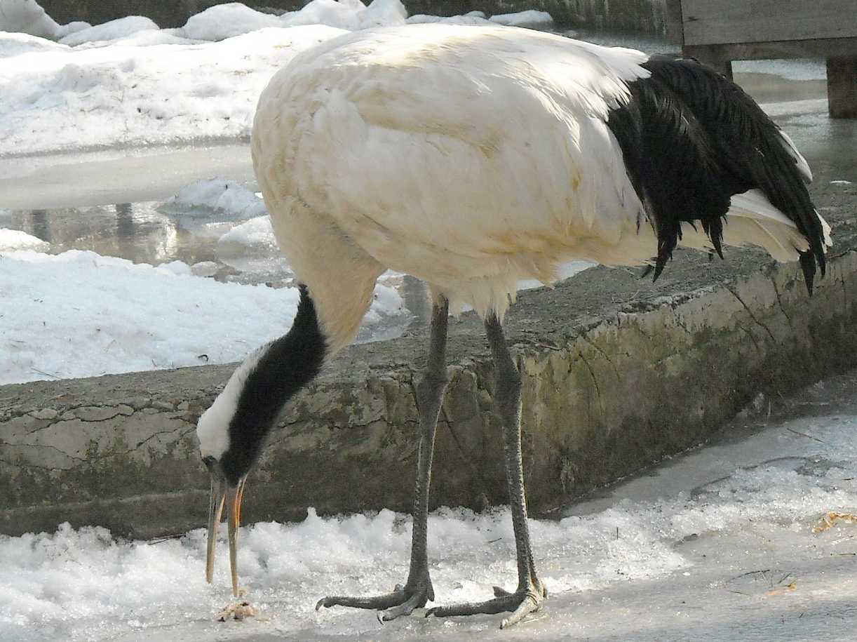   - Grus japonensis  ( 8965) 
