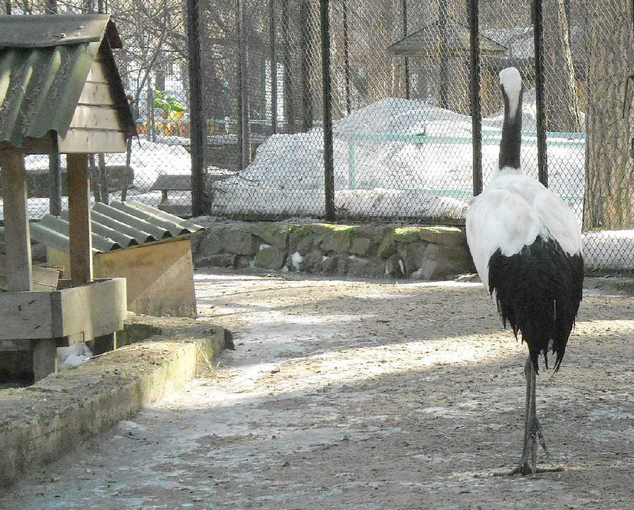   - Grus japonensis  ( 8966) 