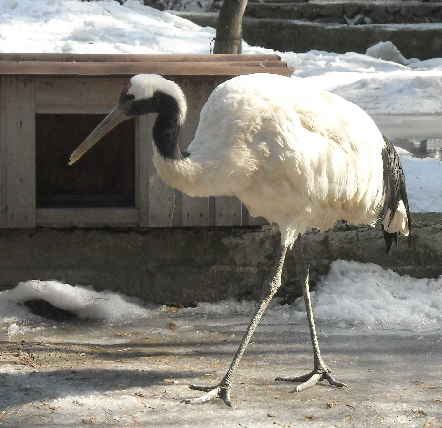  - Grus japonensis  ( 8967) 