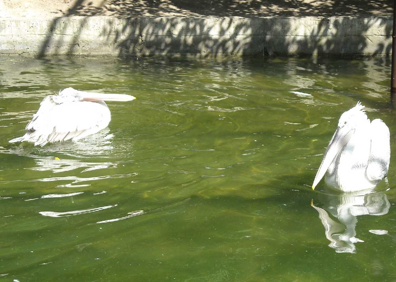   - Pelecanus crispus  ( 9046) 