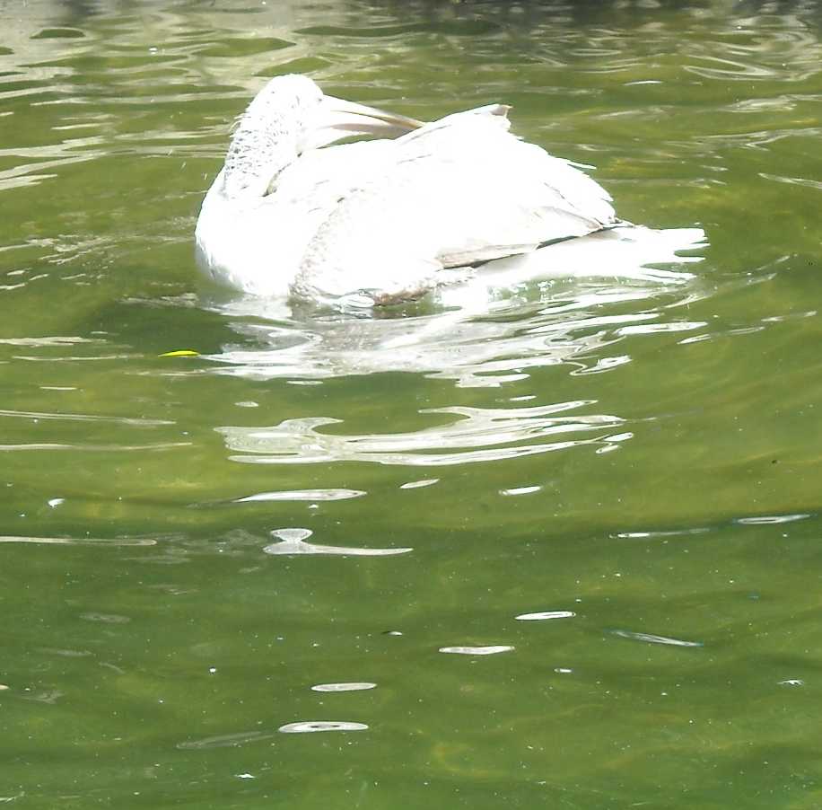   - Pelecanus crispus  ( 9047) 