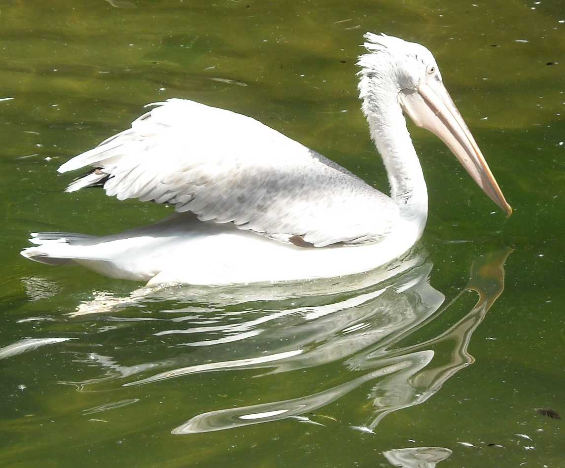   - Pelecanus crispus  ( 9048) 