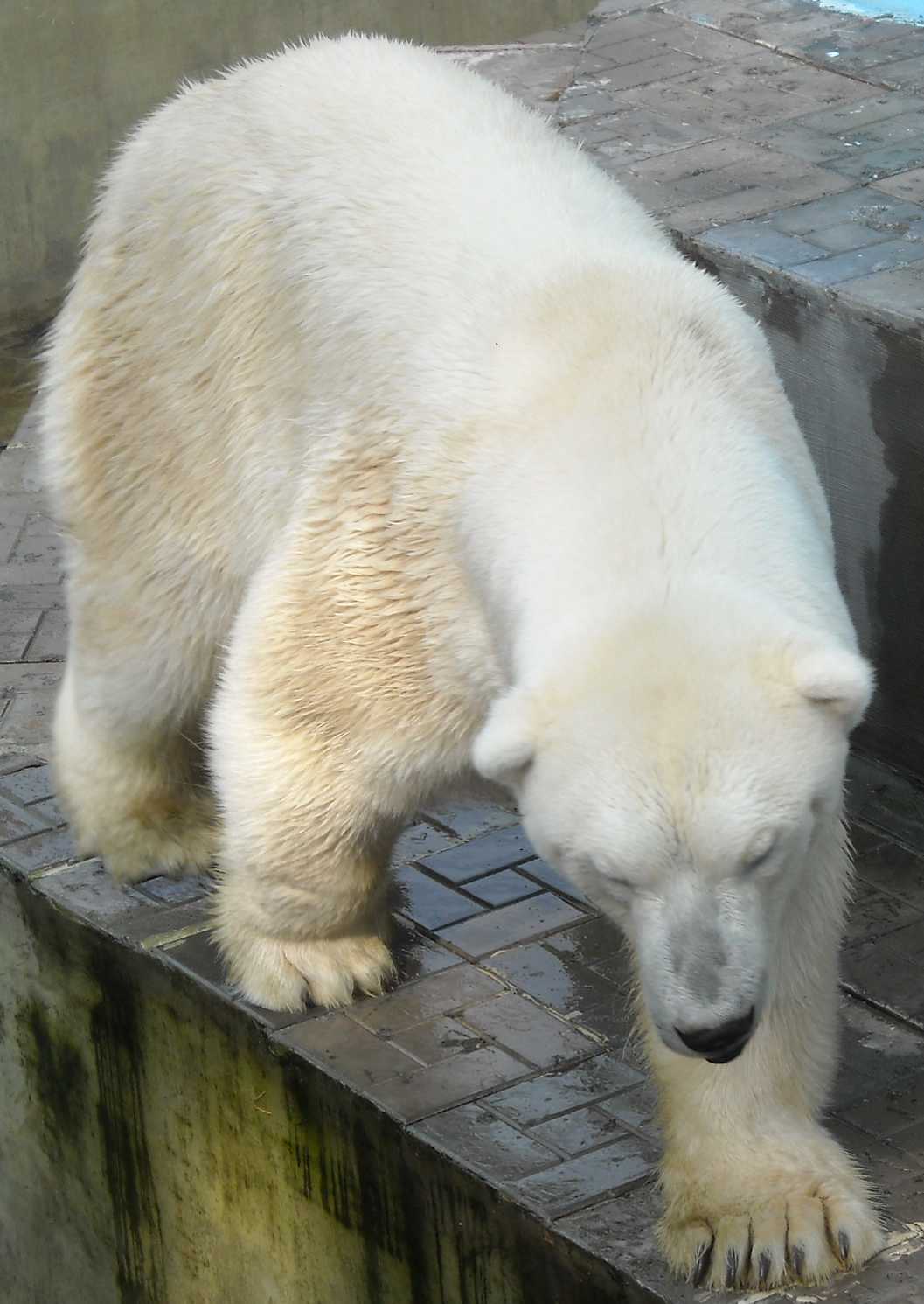   - Ursus maritimus  ( 9248) 
